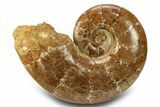 Jurassic Ammonite (Lobolytoceras) Fossil - Madagascar #283546-1